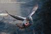 birds_004